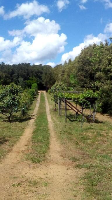 Casa Belvedere -Tranquillita Tra Bosco E Ulivi- Riparbella Esterno foto