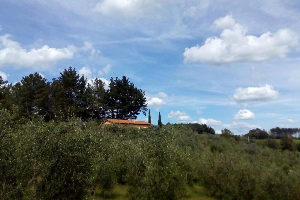 Casa Belvedere -Tranquillita Tra Bosco E Ulivi- Riparbella Esterno foto